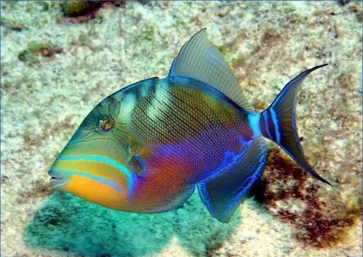 校准ph偏低,ph数值低