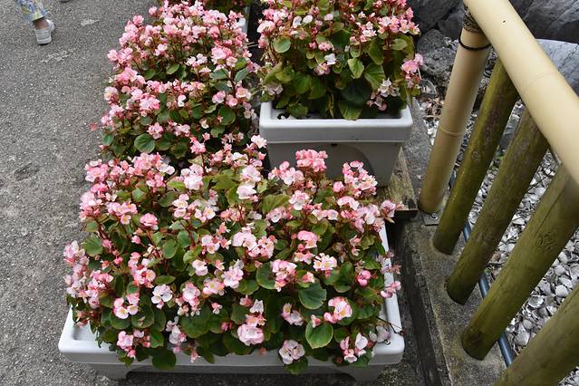 冲绳岛上的人间仙境,冲绳城市