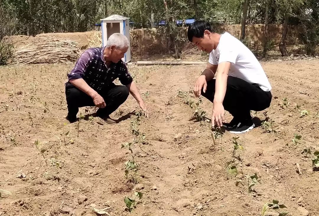 农家小庭院变身观光园增收园,农家小庭院变身致富园