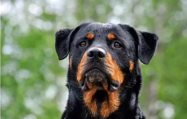 十大最忠诚的狗狗排行榜,十大最好养最忠诚的狗狗