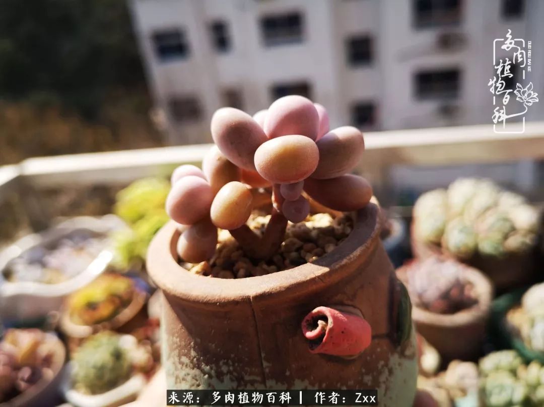 多肉怎么才能养得又美又胖,多肉的特点20个字