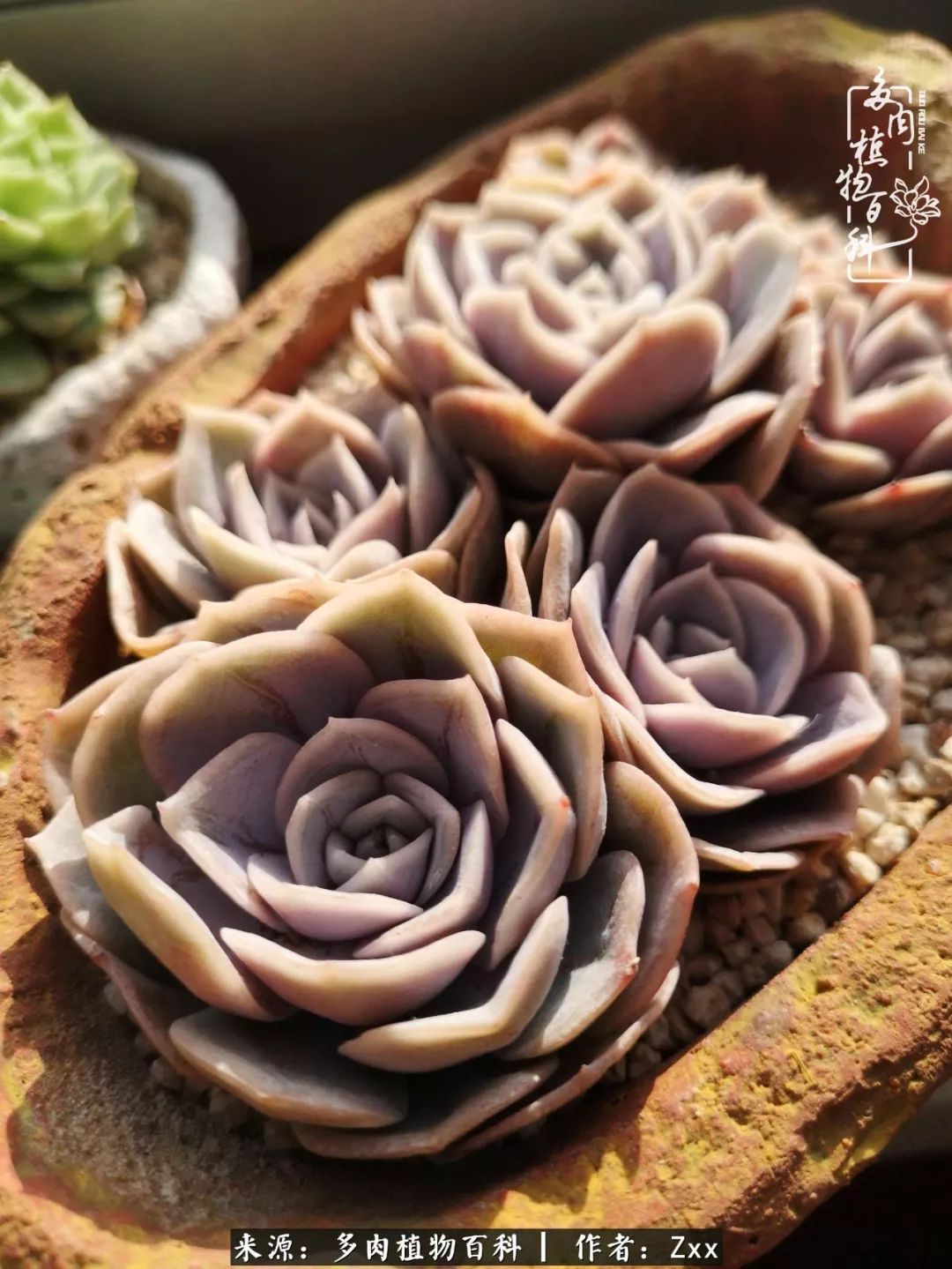 多肉怎么才能养得又美又胖,多肉的特点20个字