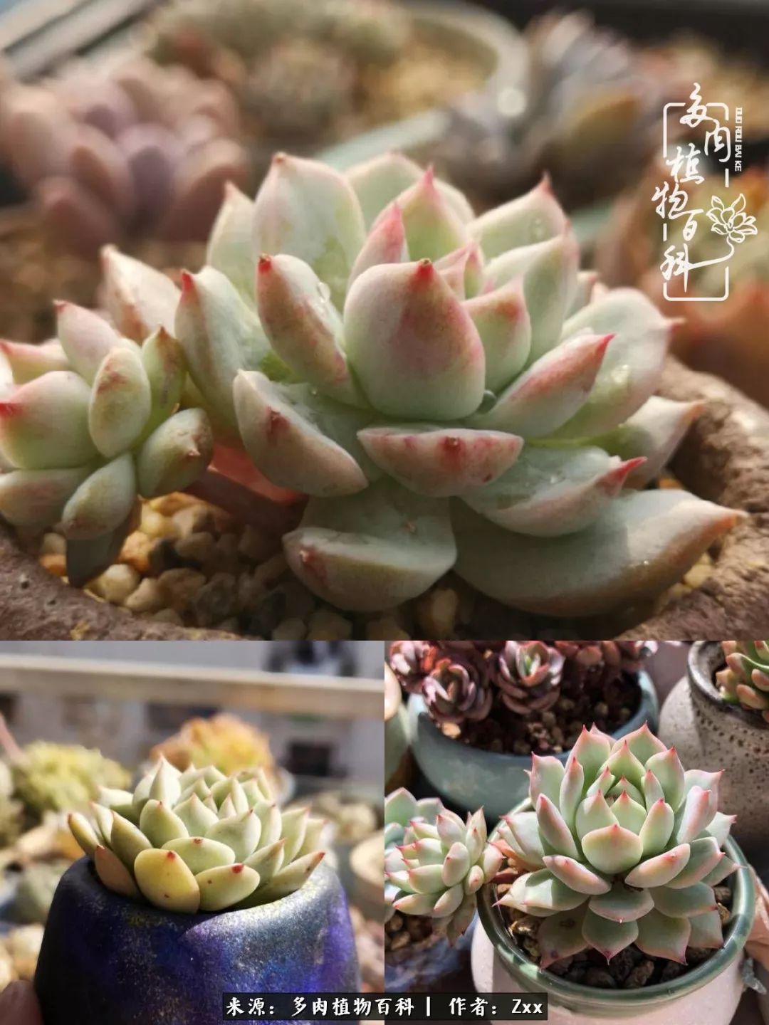 多肉怎么才能养得又美又胖,多肉的特点20个字