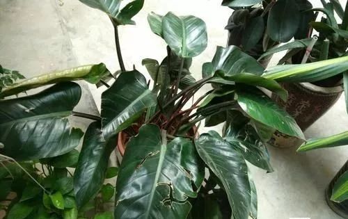 装修房子吸甲醛最好的是什么植物,吸甲醛最好的植物哪种排名第一