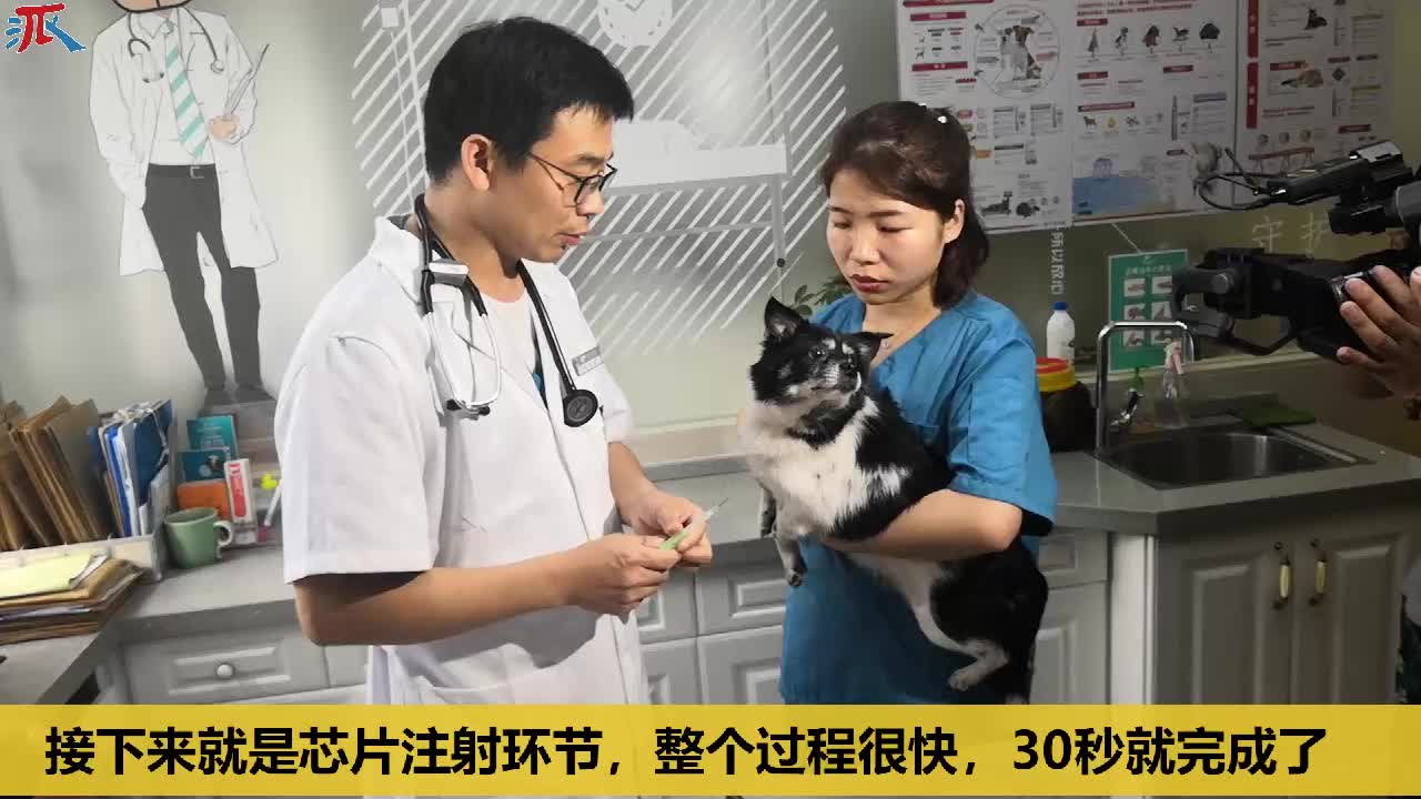 狗狗身份证怎么办理无锡,宁波狗狗身份证怎么办理