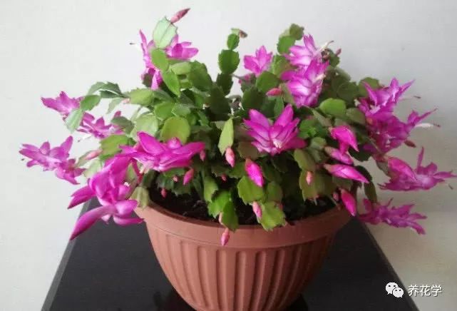 养的花有特别多小黑虫有什么办法,养花小黑飞怎么处理