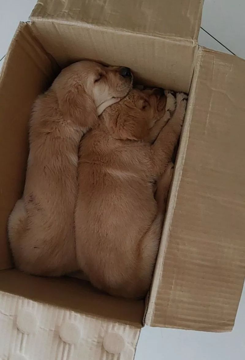 小狗狗疑似犬瘟,长沙被遗弃的狗狗