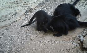 独一无二!《秘境之眼》的野生动物们喊你来逛世界自然遗产