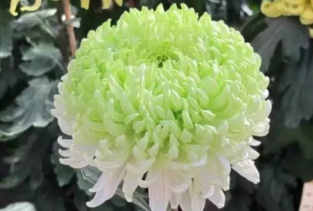 世界最美菊花图整整80种太珍贵了,世界上最美的菊花叫什么名字