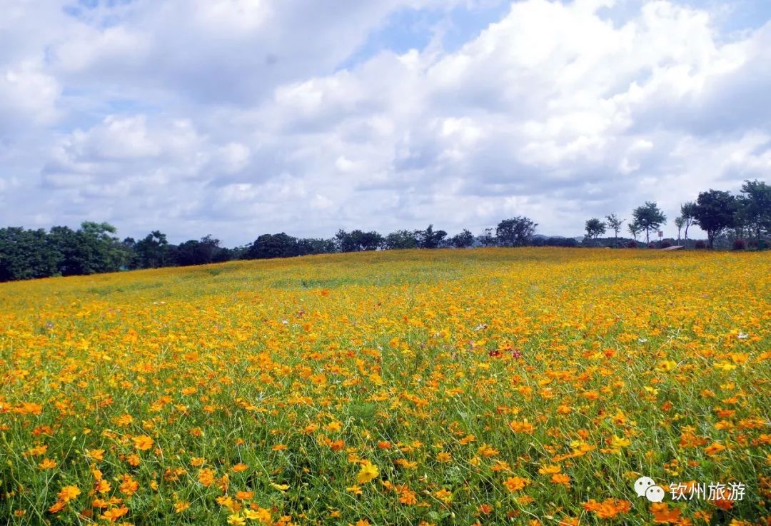 钦州花卉小镇旅游攻略,北部湾花卉小镇最佳观赏时间