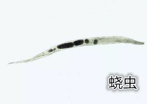 四岁女宝宝说小便地方痒和痛,四岁女宝宝总说小便处痒