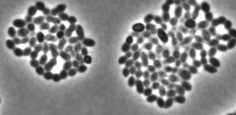 Boom!!杀菌就是爆炸!哈佛科学家终于揭开青霉素炸开细菌的50年谜题丨科学大发现