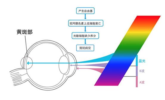 手机蓝光危害皮肤,手机屏幕的蓝光有什么危害