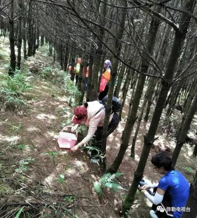 弥勒美食必吃推荐,云南弥勒美食野生菌