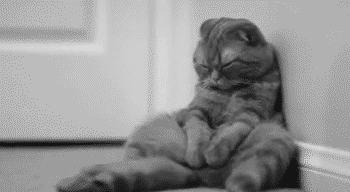 如何带宠物回家过年呢,带宠物们回家过年要准备什么