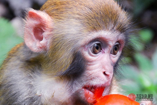 92年属猴男最佳婚配是什么,1992年男属猴的婚姻和什么相配