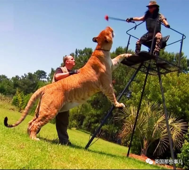 体重319公斤温柔巨兽 (319公斤的温柔巨兽)