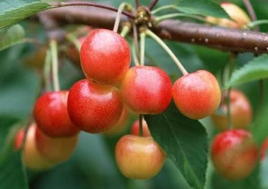 樱桃里有虫子还能吃吗,樱桃里有虫子吃了对身体有害吗