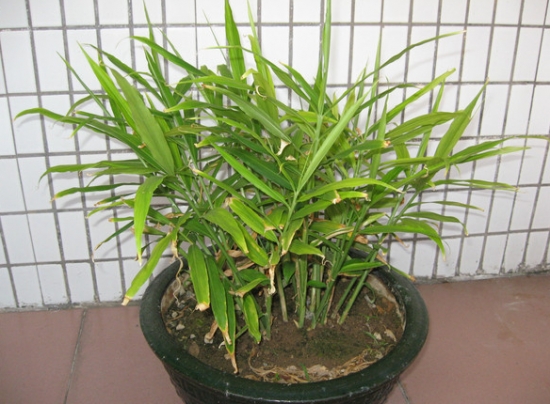 最新生姜种植技术简易地窖储存姜,种植生姜用老姜还是嫩姜