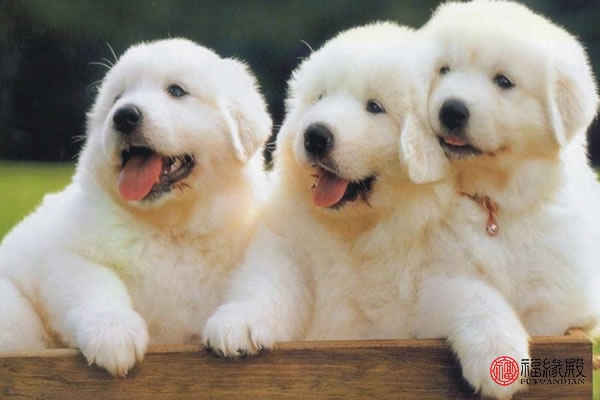 1994属狗与1994的狗能婚配吗,1994属狗和1994年属狗相配吗