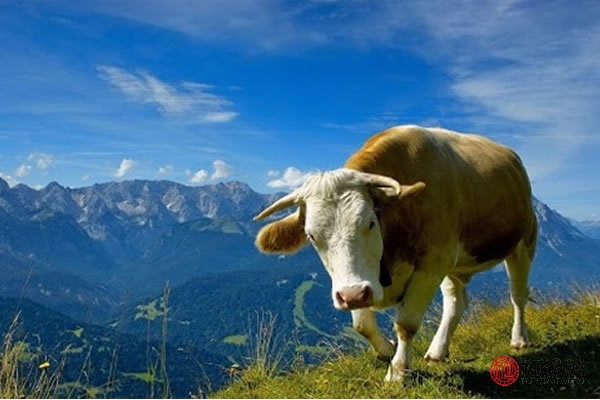 85年属牛的人会影响属牛的好运吗,85年属牛的和97年属牛婚姻相配吗