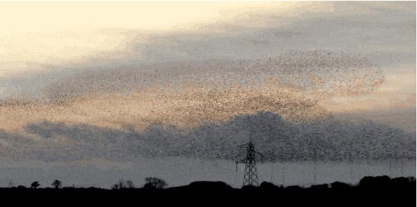 一夜薅走700万的羊毛*党**们