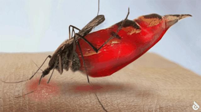 一些吸血的昆虫蜱虫,好多小虫子吸血