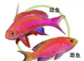 海金鱼状态不好怎么处理,草金鱼养着养着褪色了是怎么回事