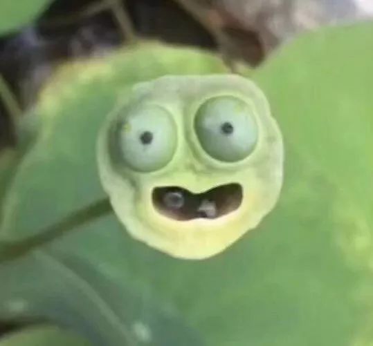 碗莲出现僵苗怎么补救,碗莲烂茎发黑怎么办