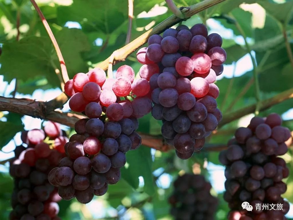 青州有什么商品,青州旅游购物