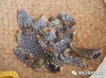 穿山甲保护模式,穿山甲为什么会被保护起来呢