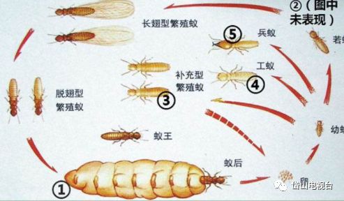 家里飞进白蚁寓意,家里飞入大量白蚁有什么预兆吗