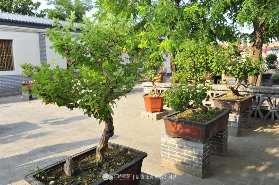 巨鹿县靠两果一花28年干了这么多大事