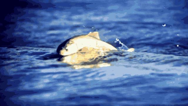 三文鱼养殖和野生哪种好吃,人工养殖三文鱼有几斤重