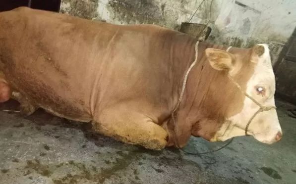 养牛必要要懂得牛腹胀的急救方法,新手养牛怎么解决牛生病问题呢