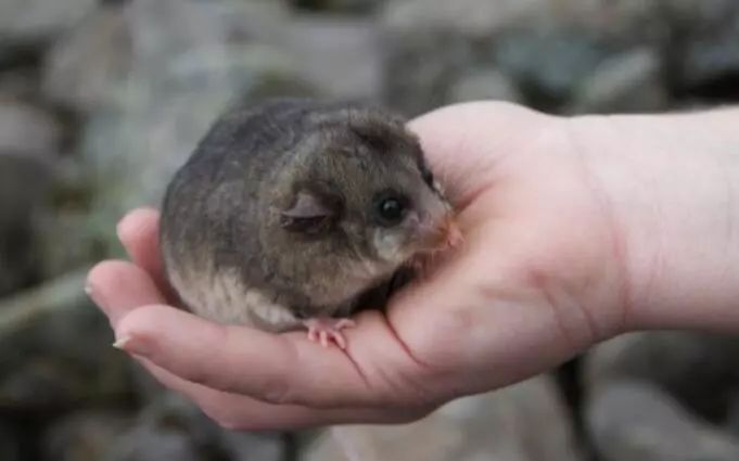 澳大利亚现巨型蜘蛛,澳大利亚巨型蜘蛛在哪出现