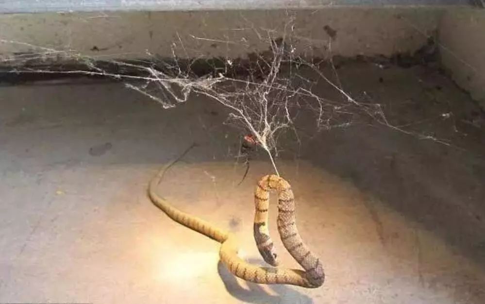 澳大利亚现巨型蜘蛛,澳大利亚巨型蜘蛛在哪出现