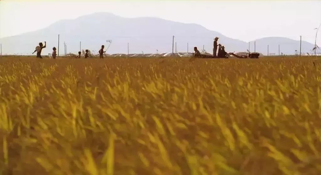 杀人回忆电影原型凶手抓到了吗,杀人回忆事件原型凶手是电影里谁