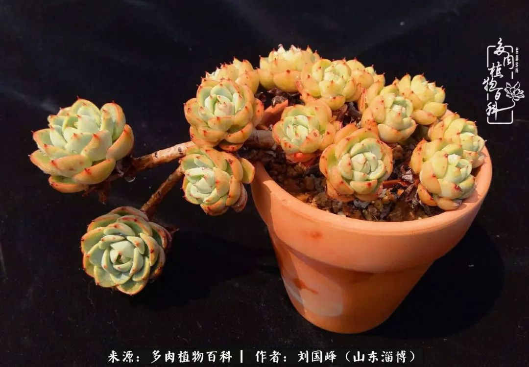 高温天气怎么养护多肉花,新手夏天养多肉5个保命秘籍