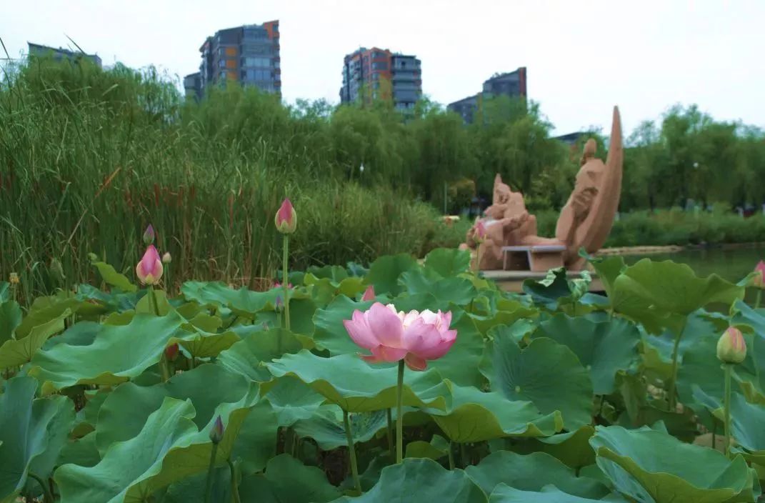 小荷已露尖尖角！陕西这5个清新荷塘雨中沁香，朦胧又诗意~