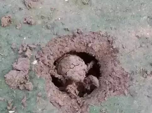 淮阳抓爬蚱,河南的爬蚱壳多少钱一斤