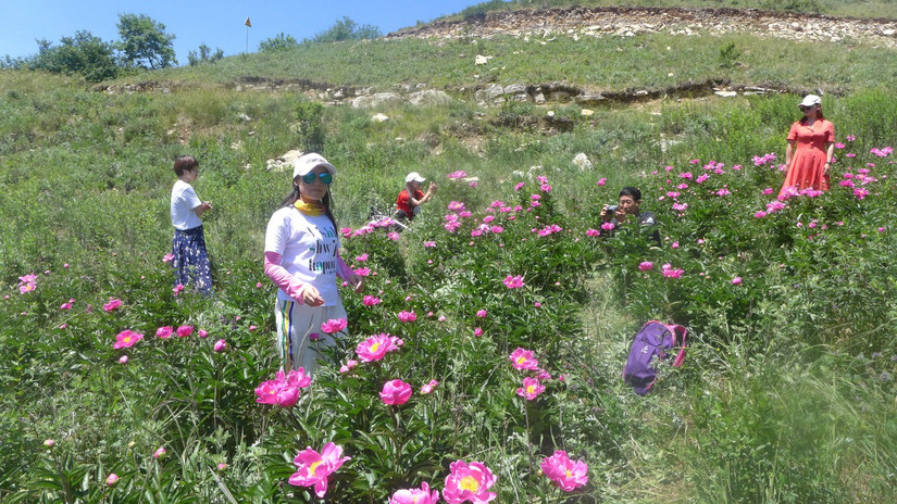 美丽芍药谷,云雾缭绕人间仙境芍药谷