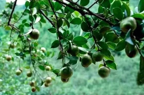 听说90后已经开始脱发了,听说第一批90后已经开始脱发了