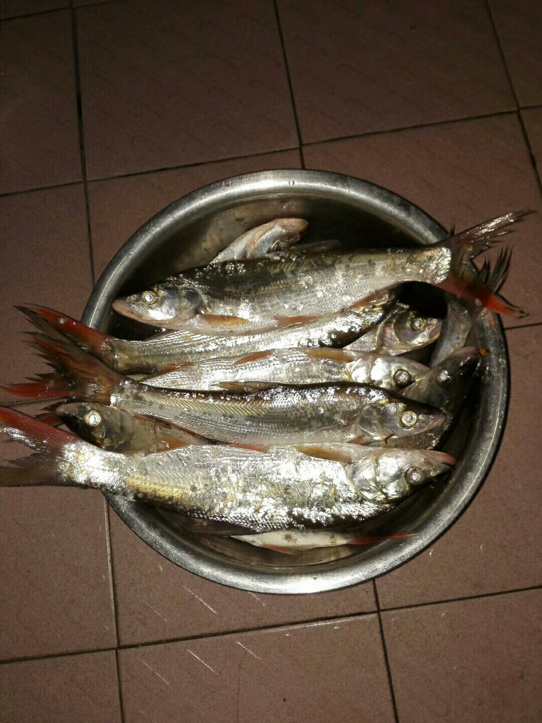 汉江涨水了,汉江涨水农田受淹