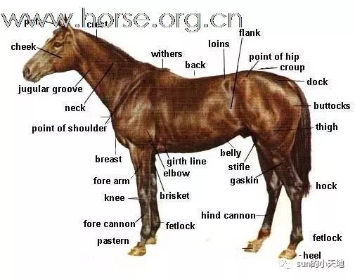 赛马身体部位对照图,赛马体型结构