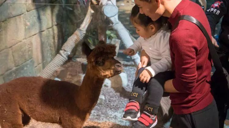 普通门票疯狂动物城,假期打卡疯狂动物城