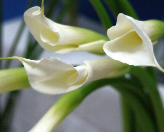 送白色马蹄莲花代表什么含义,莲花各种颜色代表寓意是什么