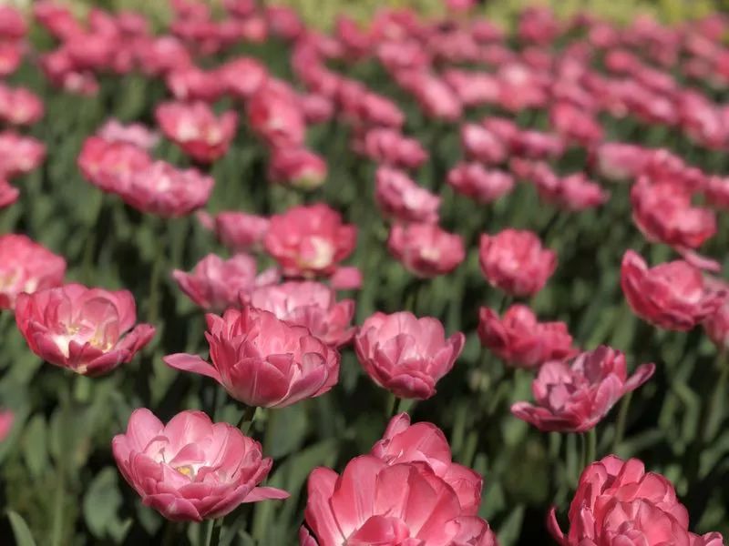 黄帝内经说春夏养生,春生夏长秋冬的养生方法