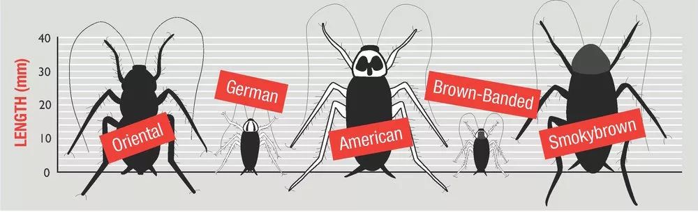 家里的小强怎么防治,家里有小强是什么原因