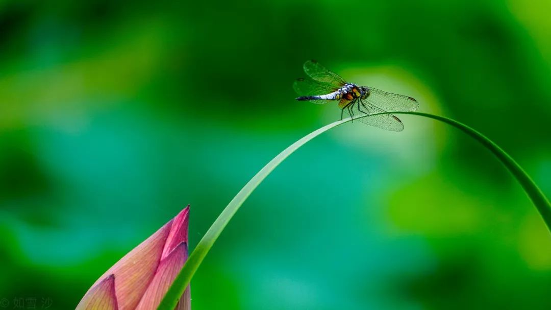元稹十首千古绝诗,元稹千古佳句